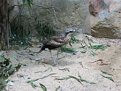 117 Cairns Tropical Zoo
